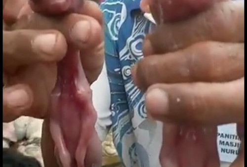 Viral Sapi Jantan Ini Miliki Dua Janin