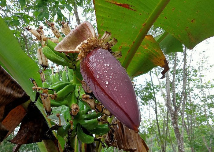 Wajib Tahu, Ini Khasiat Jantung pisang untuk Kesehatan Ternyata Banyak Manfaat