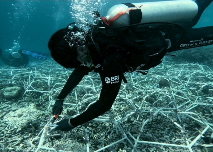 Jaga Ekosistem Laut Tetap Lestari, Aksi Nyata BRI Menanam - Grow and Green di Pulau Kapoposang 