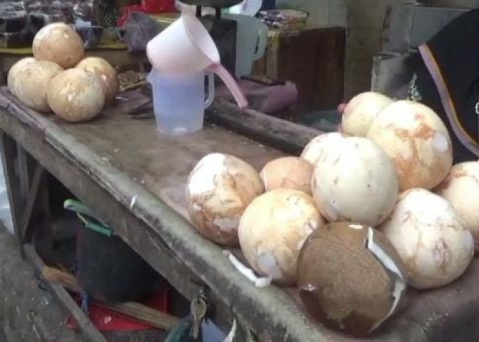 Harga Kelapa Melonjak di Mesuji, Capai Rp18.000 per Butir, Ini Penyebabnya