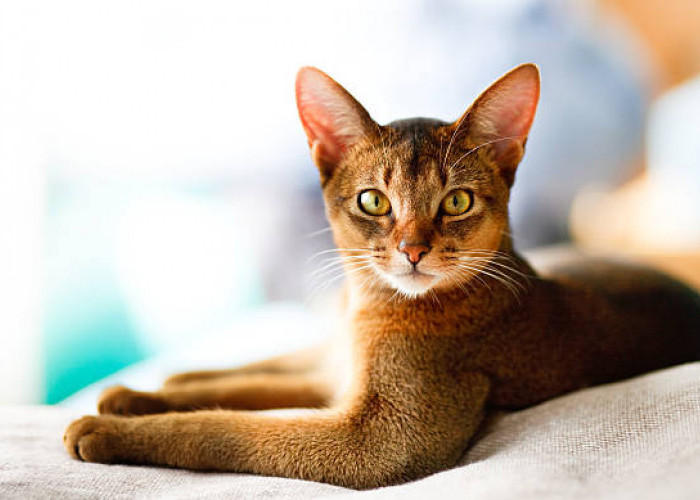  6 Ras Kucing dengan Telinga Lebar dan Besar