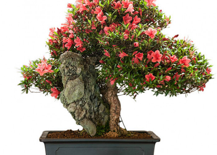 Cara Membuat Bonsai Bunga Sepatu