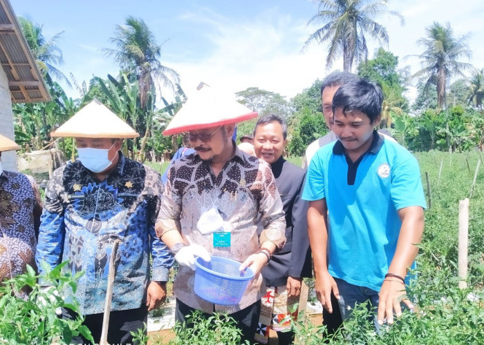Menteri Pertanian Tinjau Lahan dan Panen Cabai di Lahan Pertanian Terintegrasi Pesawaran