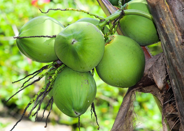 Kamu Wajib Tau! Selain Segar dan Enak, Ternyata Ini 5 Manfaat dari Buah Kelapa Muda
