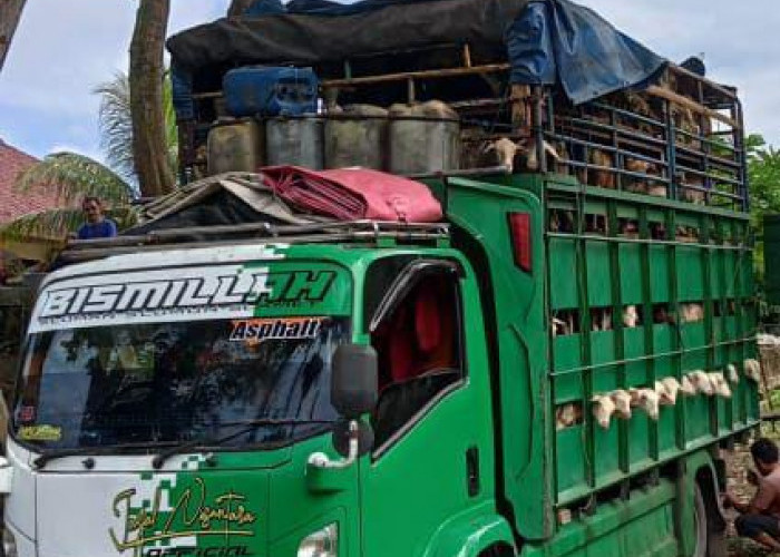 Ratusan Ekor Domba Rentan Penyakit Kuku dan Mulut Asal Langkat Diamankan Petugas