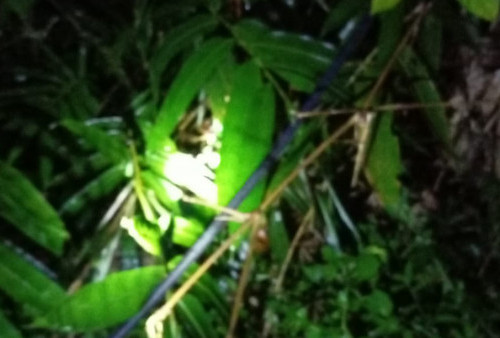 Listrik Padam di Tanggamus, Ternyata Ini Penyebabnya 