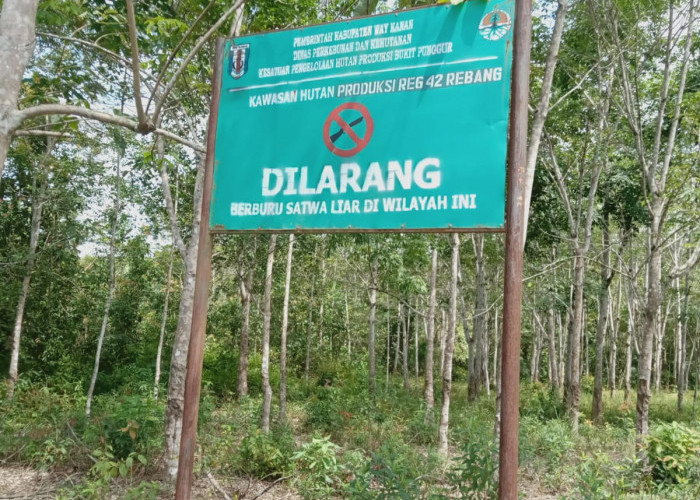 Perusakan Hutan di Way Kanan Semakin Tidak Terbendung, Tokoh Adat Ini Sesalkan Perusahaan yang Tak Ditindak
