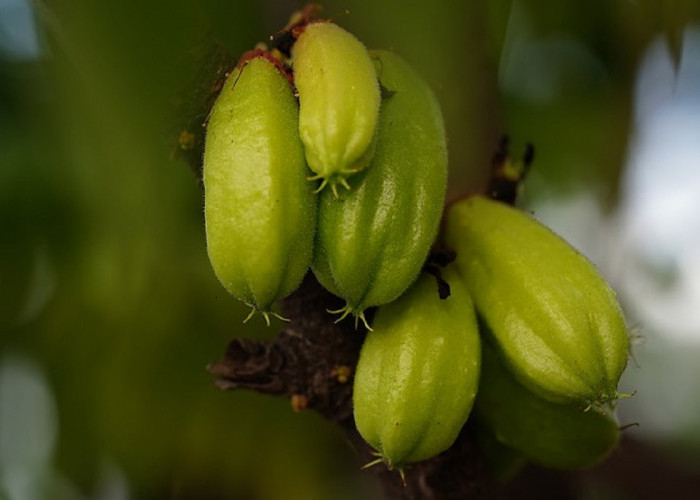 Catat! 2 Bahan Alami Ini Bisa Menyembuhkan Panu dengan Mudah dan Cepat