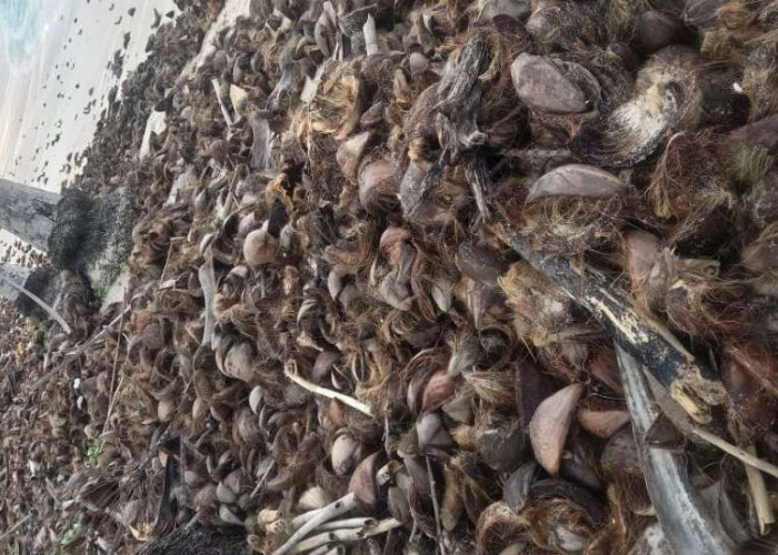 Pantai Benawang di Pesisir Barat Penuh Dengan Limbah Kulit Kelapa