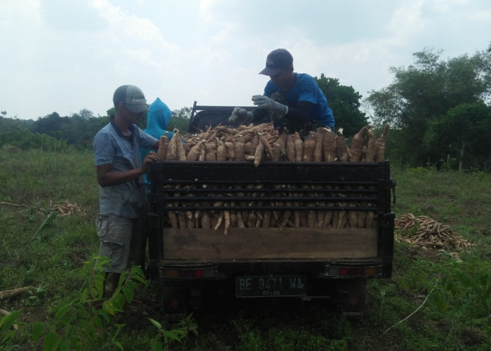 Harga Jual Anjlok, Petani Singkong Way Kanan Menjerit