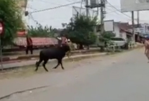 Heboh, Sapi Kurban di Pringsewu Kabur ke Jalan Raya 