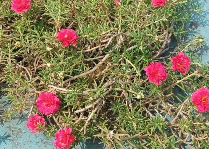 Bukan Hanya Rumput Liar, Ternyata Krokot juga bisa untuk Tanaman Hias dan Bermanfaat bagi Kesehatan