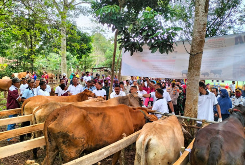 Tahap Vaksinasi Hewan Ternak Cegah PMK Dimulai di Tubaba