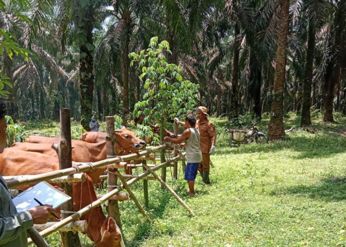 Dinas Pertanian Mesuji Intensifkan Vaksinasi Jelang Idul Adha, Kambing dan Sapi jadi Sasaran