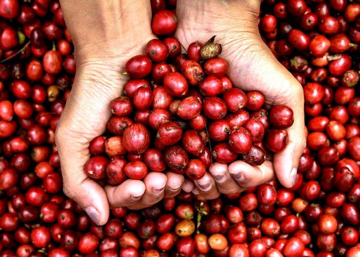 Hanya Tahu Robusta atau Arabika? Yuk Kenalan Dengan Liberika dan Excelsa, Dua Jenis Kopi Beraroma Kuat 