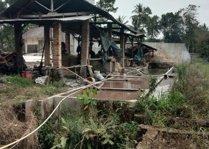 Diduga Limbah Sagu Aren, Belasan Hektare Padi Gagal Panen