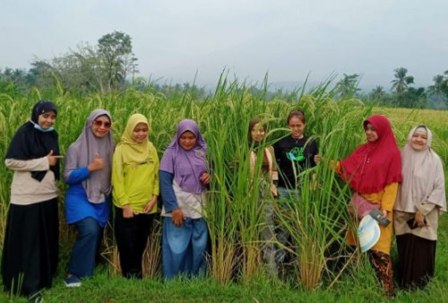 Lampung Tak Masuk 5 Daerah Penghasil Padi Tertinggi di Indonesia