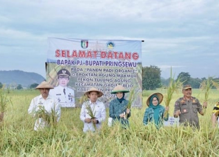 Kembangkan Budidaya Teknologi BBM, Pringsewu Perbaiki Lahan Kritis dan Tingkatkan Produktifitas Padi