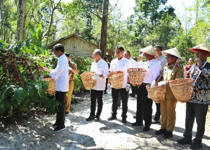 Jokowi Inginkan Produksi Kopi Capai 8-9 Ton per-Hektare