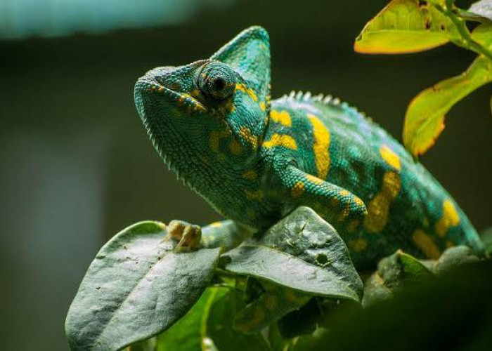 Begini Cara Merawat Keindahan Kameleon Eksotis Agar Berumur Panjang, Sehat dan Anti Stres