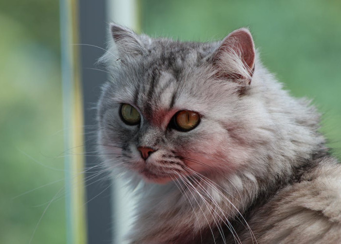 Rata-rata dari Umur Kucing Persia dan Apa Saja Faktor yang Memengaruhinya