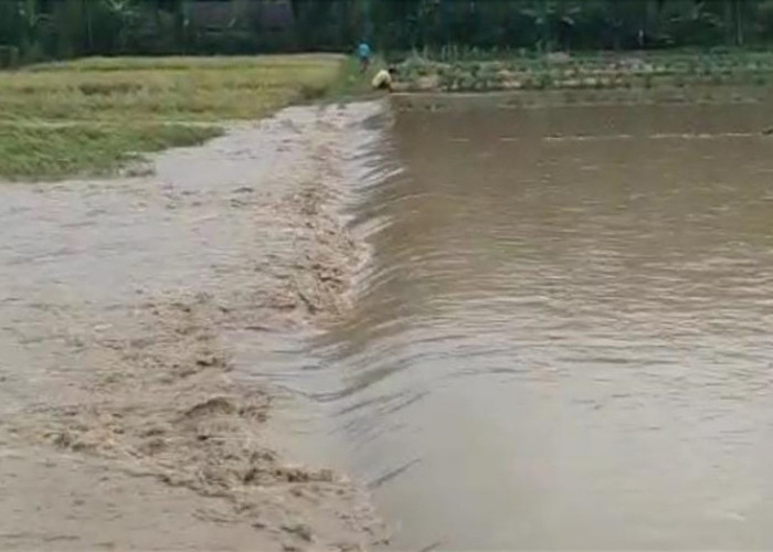 Puluhan Hektare Sawah di Suoh Terendam,  Ancaman Gagal Panen Mengintai 