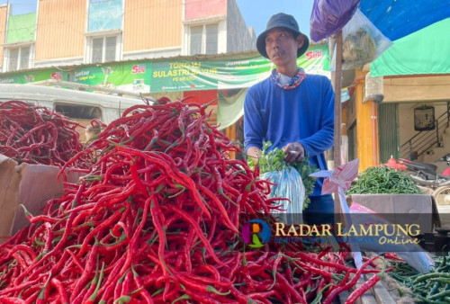 Harga Cabai Masih 'Pedas' Meski Perlahan Turun 
