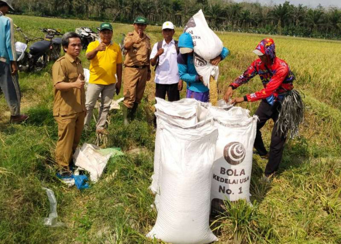 MT I Sudah Mulai, Petani di Metro Diminta Lakukan Percepatan Tanam