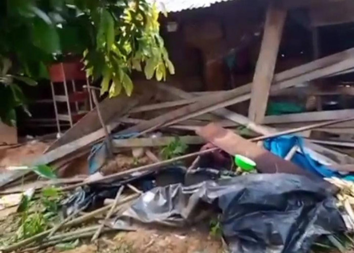 18 Ekor Gajah Mengamuk, Rumah Warga di Suoh Lampung Barat Hancur