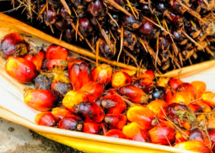 Segudang Manfaat Minyak Kelapa Sawit untuk Kecantikan, Apa Saja?