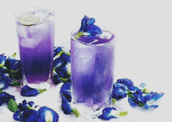 Simak, Ini Tiga Racikan Minuman Berkhasiat Berbahan Dasar Bunga Telang