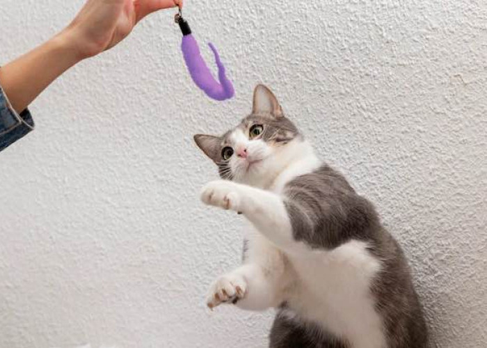 Rahasia Bikin Kucing Nurut, Ternyata Mudah Sekali 