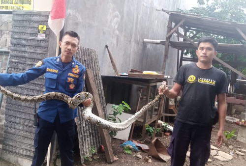 Intensitas Hujan Tinggi, Hati-hati Banyak Ular Bermunculan
