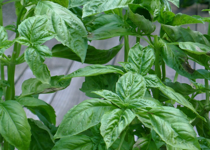 Perlu Diketahui! 8 Manfaat Daun Kemangi untuk Kesehatan Tubuh 
