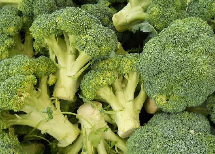 Sehatkan Payudara Dengan Konsumsi 5 Makanan yang Mengandung Gizi dan Nutrisi Ini