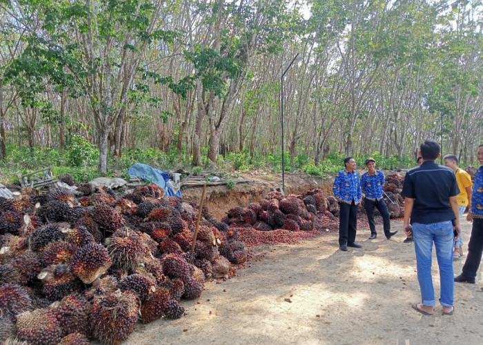 Harga TBS Sawit di Mesuji Terus Turun, Kini Rp 2.200 Perkilogram 