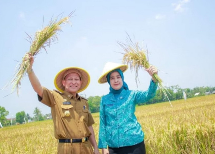 Panen Raya 5.610 Ton GKP, Petani dan Pj Bupati Tulang Bawang Qudrotul Ikhwan Semringah, Begini Katanya
