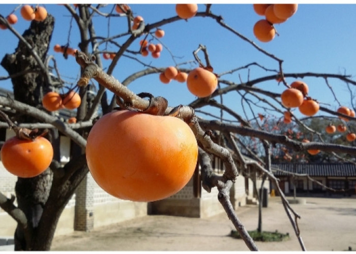 Bisa Cegah Penyakit Kanker, Simak Sederet Manfaat dari Buah Kesemek