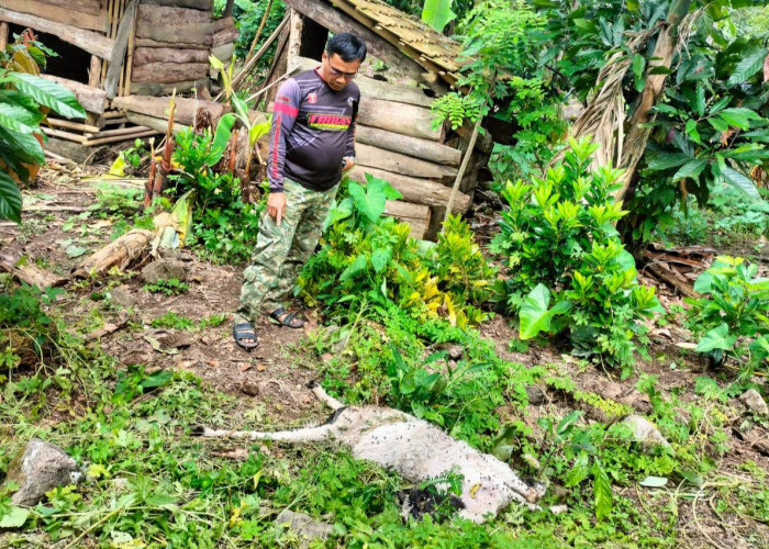 Binatang Buas Masuk Permukiman di Suoh Lampung Barat 2 Ekor Kambing Ditemukan Mati Mengenaskan
