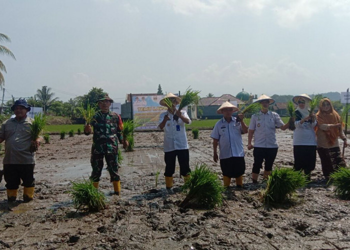 DKPP Pesisir Barat Gelar Temu Lapang Percepatan Tanam Padi