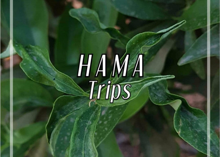 Rekomendasi 12 Bahan Aktif Insektisida Efektif untuk Mengendalikan Hama Thrips pada Tanaman