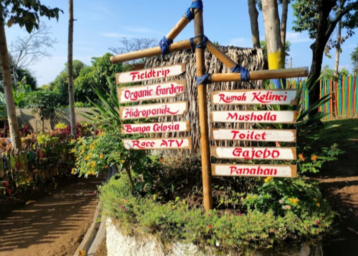 Indahnya Bunga Celosia hingga Race ATV, Healing Asyik Sambil Cari Inspirasi di Wisata Umbul Helau Lampung