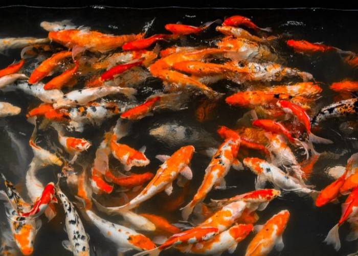 Wajib Tahu! Tips Merawat Ikan Koi Supaya Tetap Sehat dan Aktif 