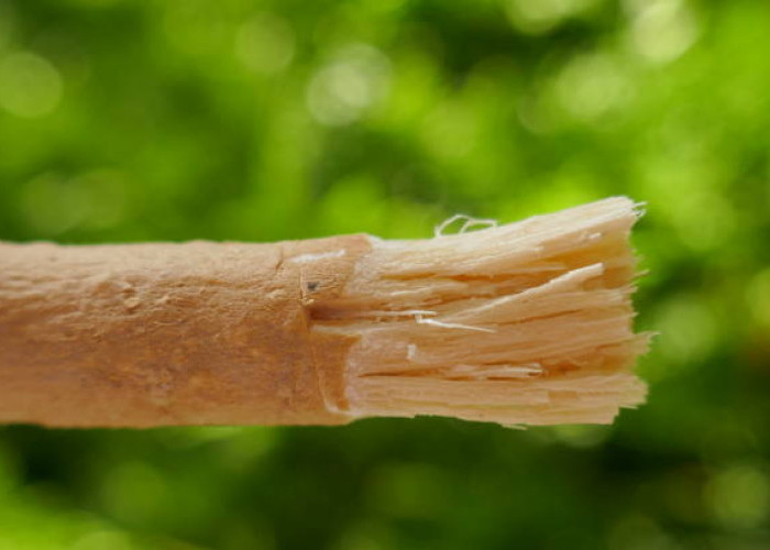 Mengenal Apa Itu Siwak dan Macam-macam Manfaatnya untuk Kesehatan