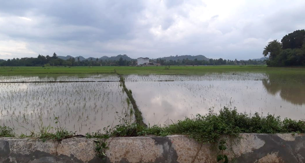 Siapkan Benih dan Pupuk untuk Sawah Terdampak Banjir