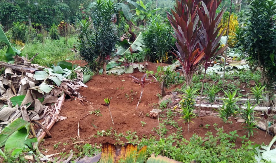 Berkonflik Dengan Warga, Bupati Lambar Minta Gajah Direlokasi