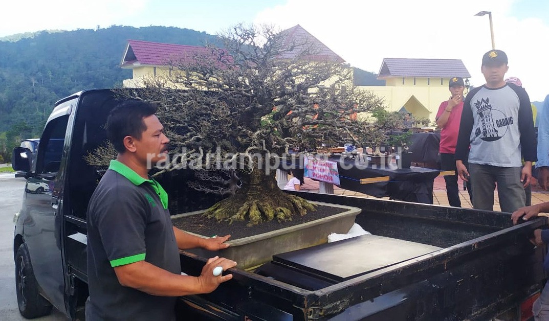 Bonsai Bernilai Miliaran Ikuti Kontes di KRL