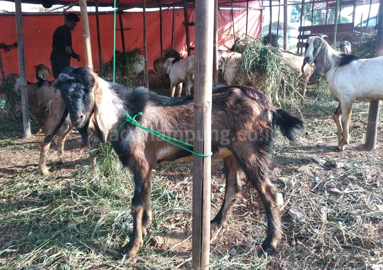 Senin, Tim Gabungan Pantau Hewan Qurban