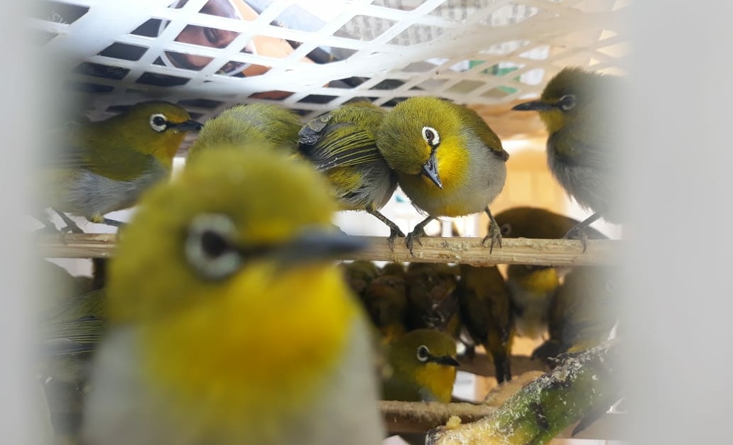 Lagi, 1.187 Ekor Burung Kicau Disita