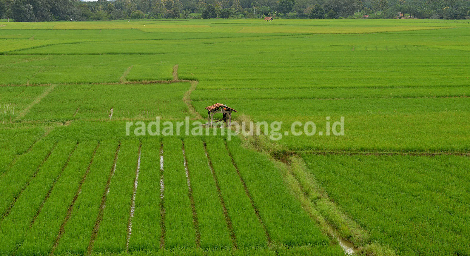 Pemkab Lamteng Belum Perbarui Data Lahan Pertanian